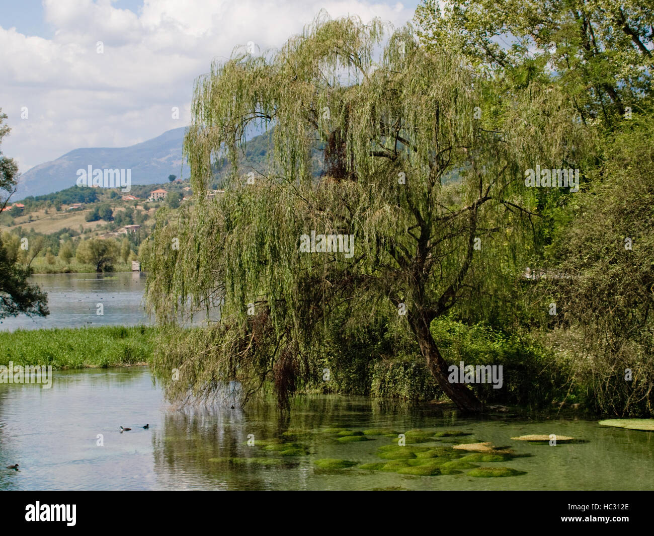 willow on the lake Stock Photo