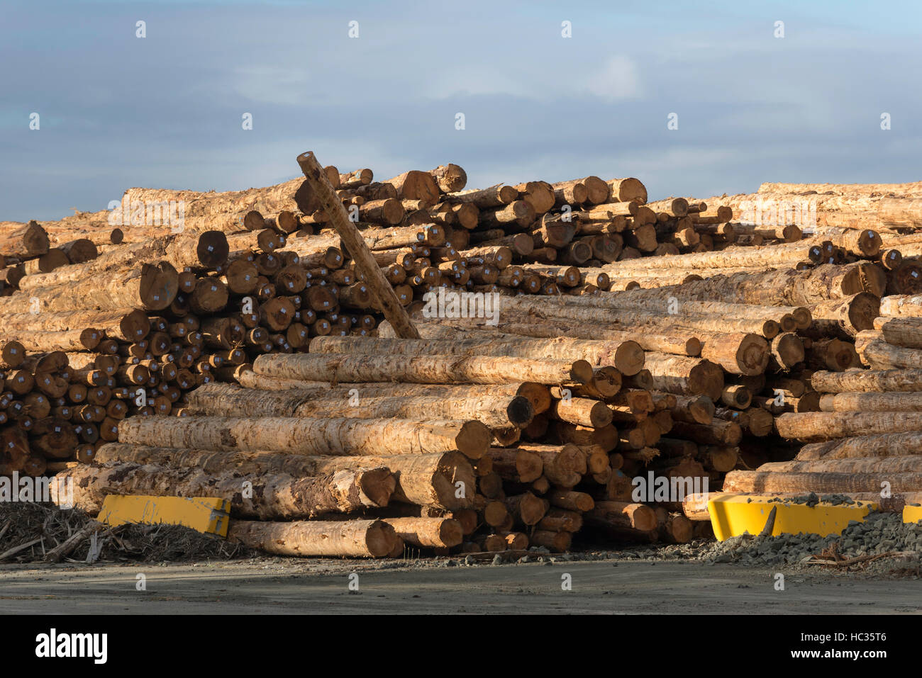 Logs piled for export in Coos Bay, Oregon. Stock Photo