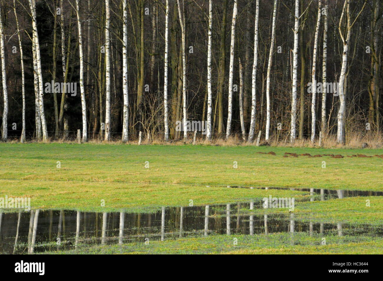 Grass and birch trees hi-res stock photography and images - Alamy