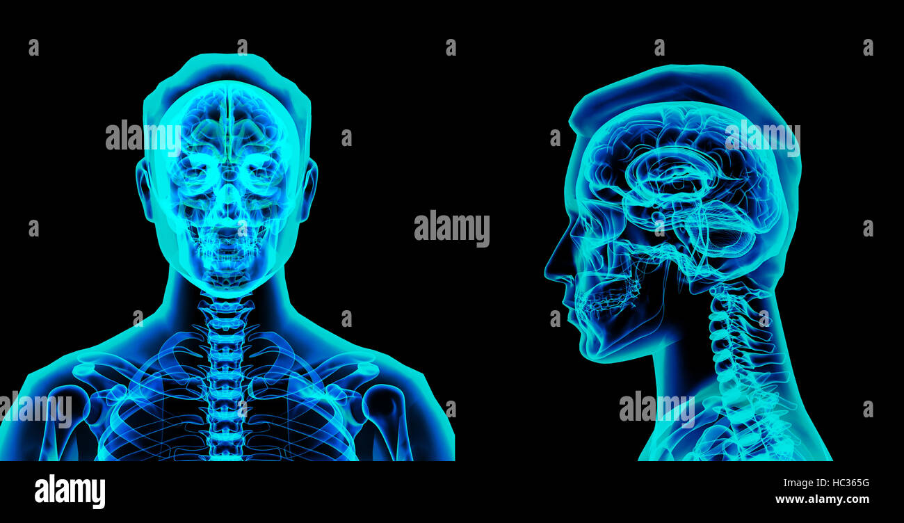 3d rendered illustration of the brain Stock Photo - Alamy