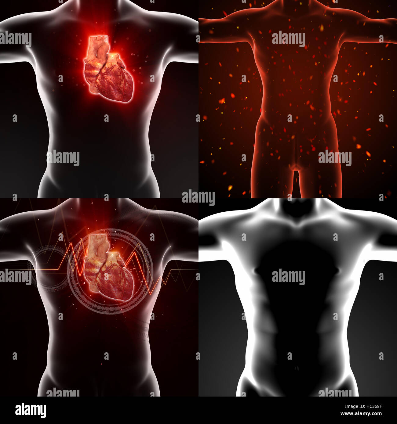 3D rendering medical illustration of a human heart Stock Photo - Alamy