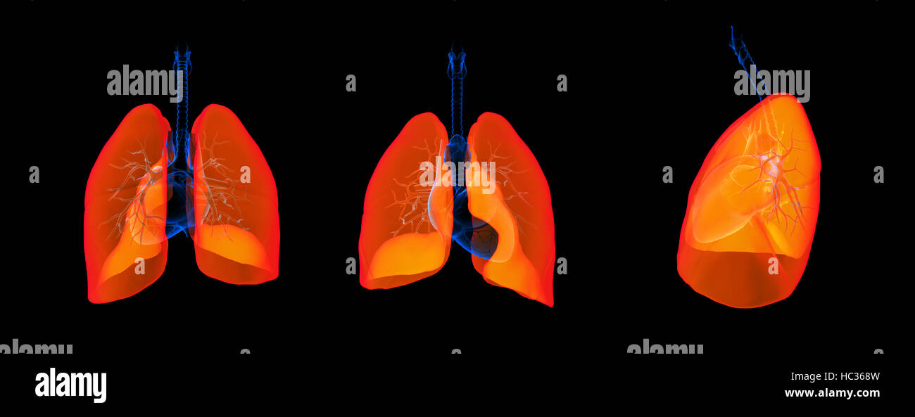 3D render illustration of the lung Stock Photo