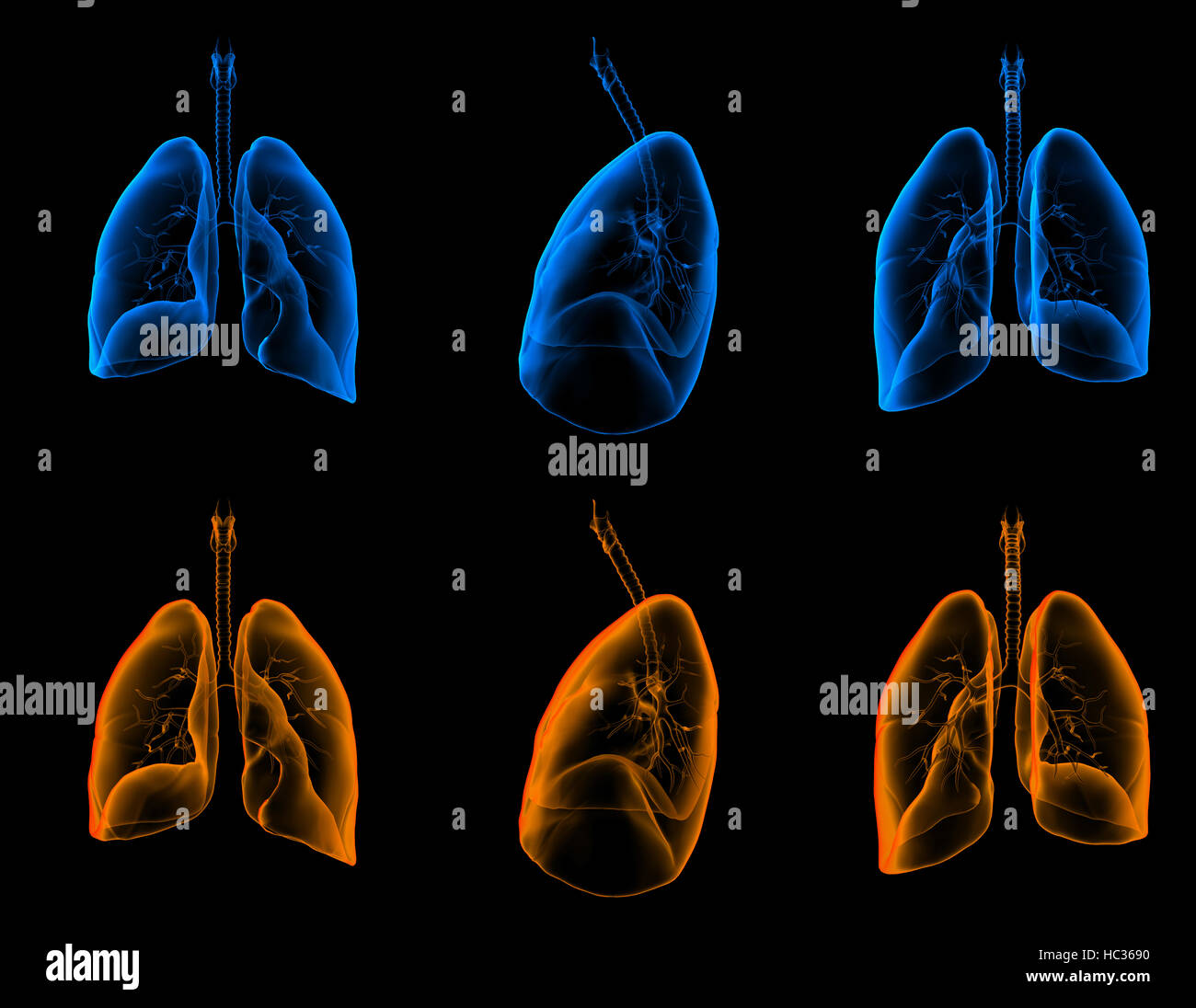 3D medical illustration of the lungs Stock Photo