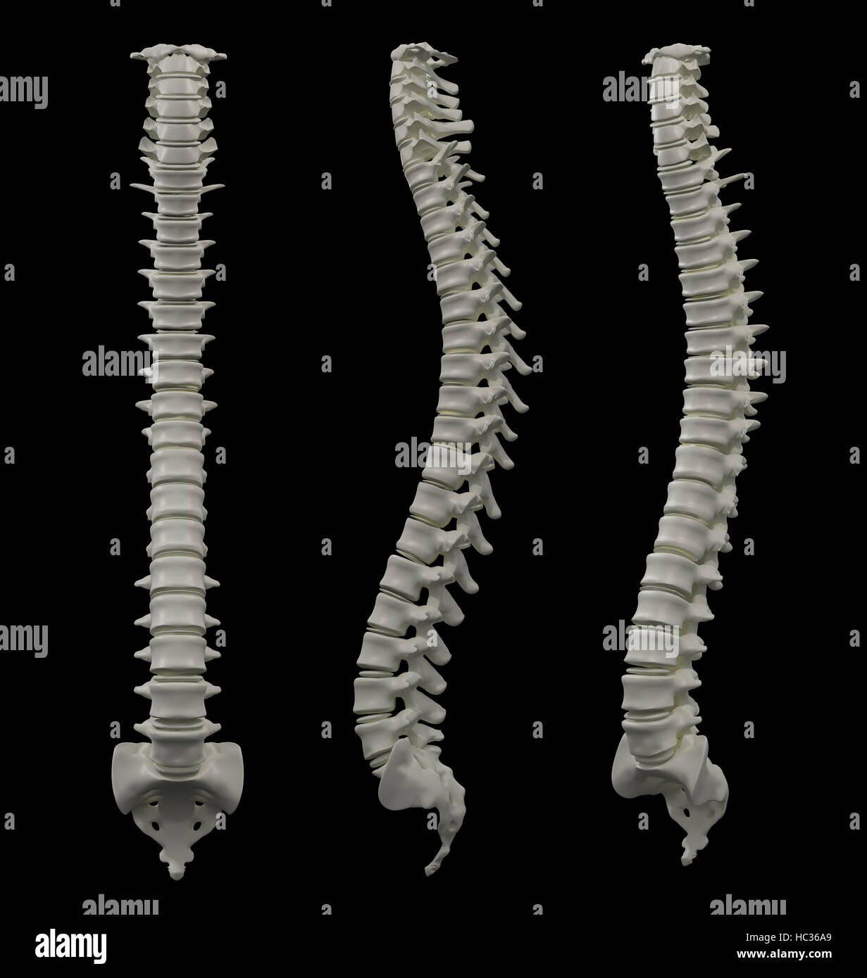 3d rendered of illustration - human spine Stock Photo