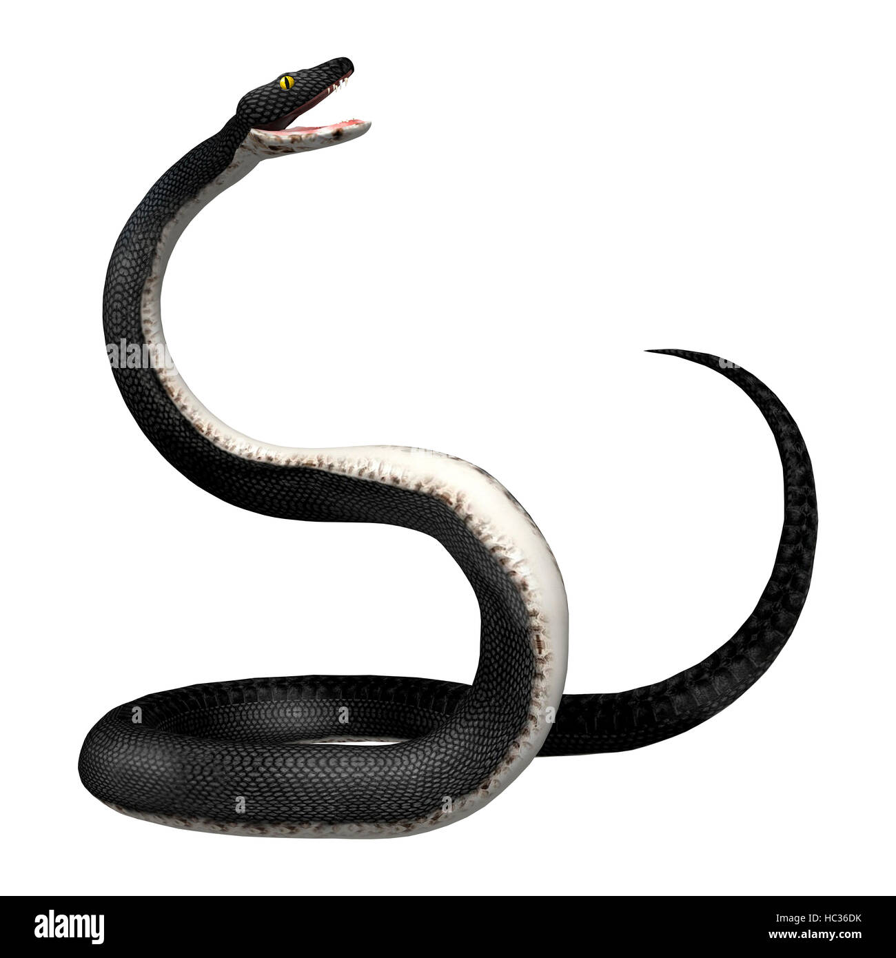 3D rendering of a southern black racer snake isolated on white background Stock Photo