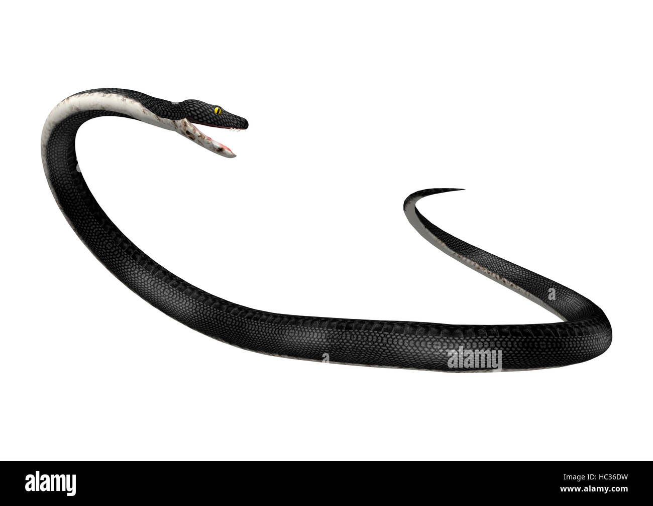 3D rendering of a southern black racer snake isolated on white background Stock Photo