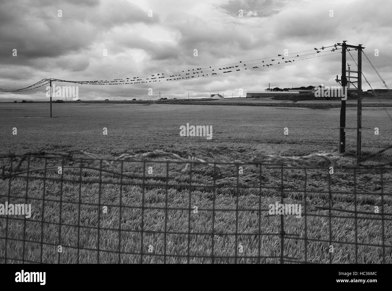 Flock of Wood Pigeons on telephone wires, Whitburn Stock Photo