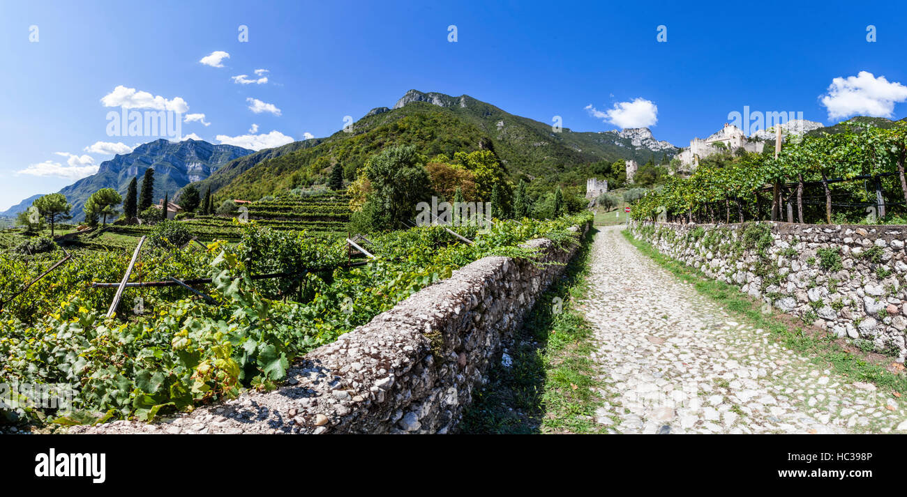 Road from town Sabbinoara to castle of Avio through vineyard in Etschtal in Italy, Europe Stock Photo