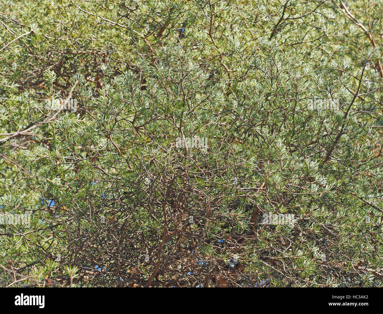 pine trees in the forest Stock Photo - Alamy