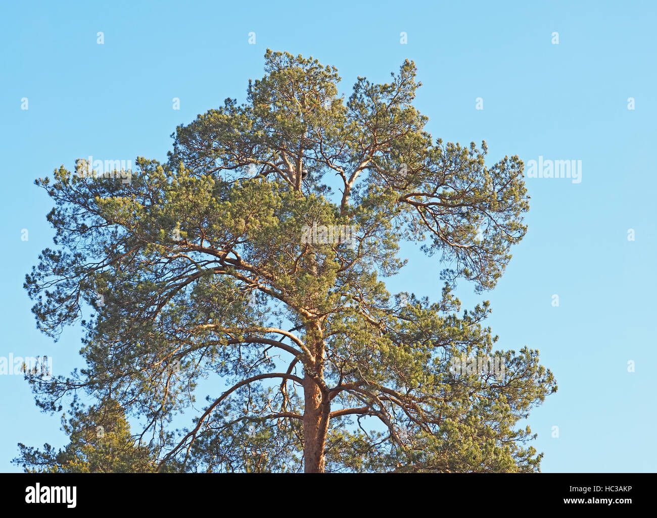 pine trees in the forest Stock Photo - Alamy