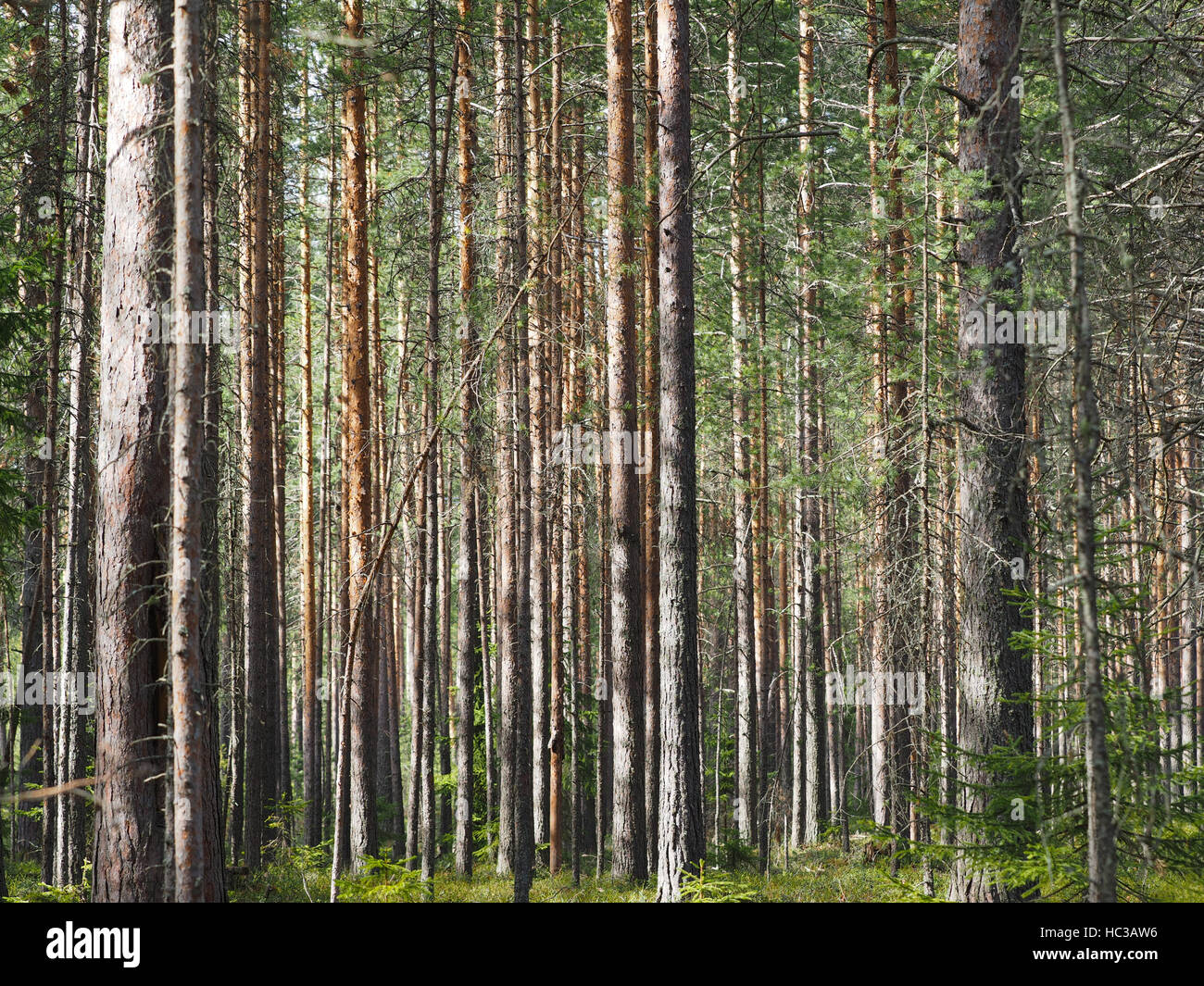 pine trees in the forest Stock Photo - Alamy