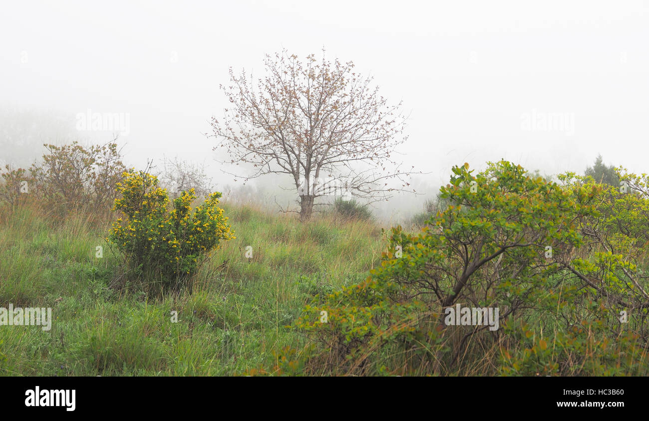 Trees in the fog Stock Photo - Alamy