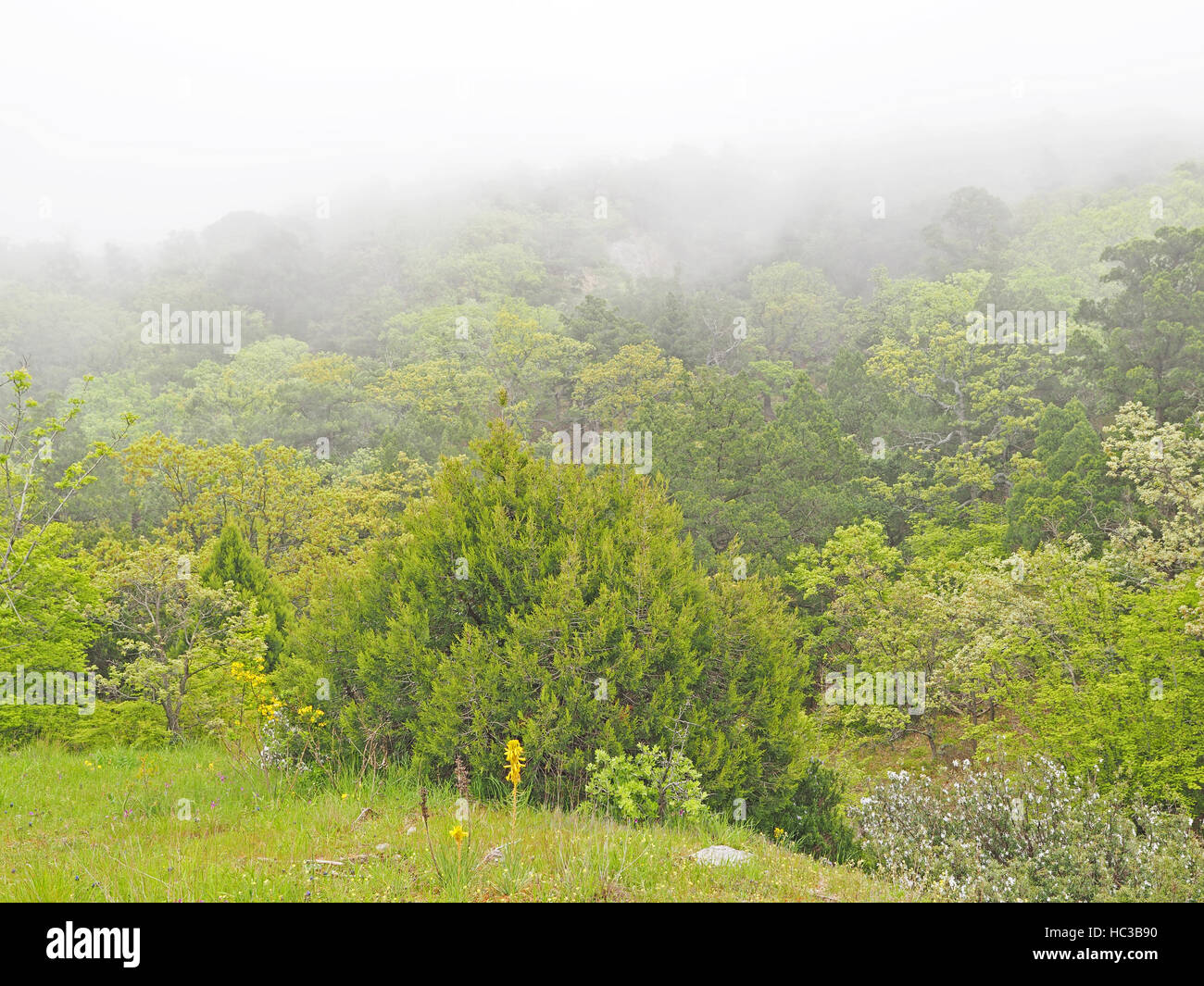 Trees in the fog Stock Photo - Alamy