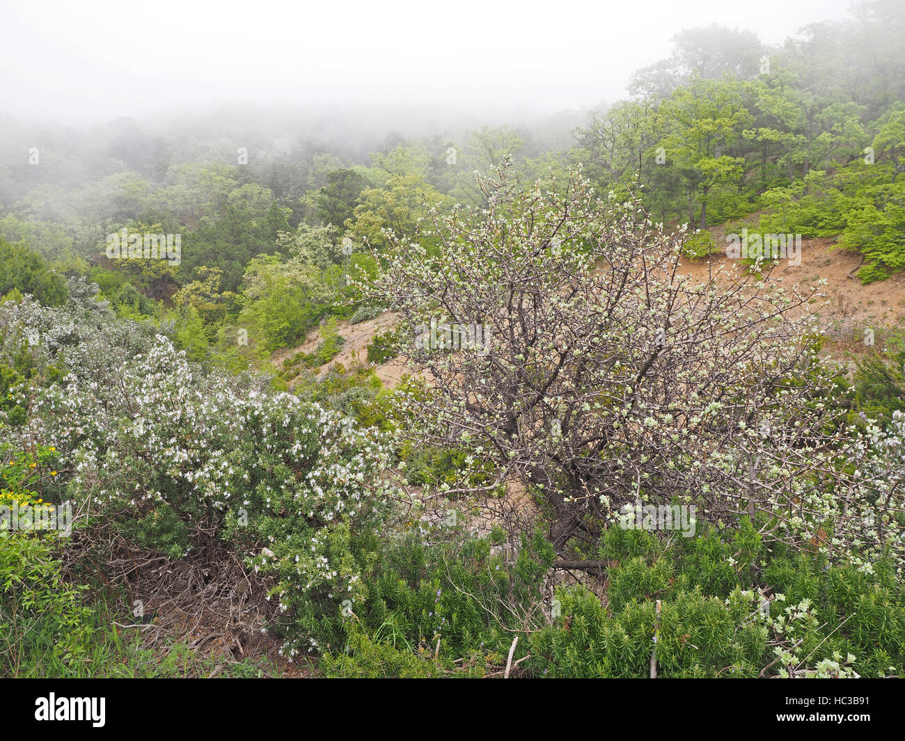Trees in the fog Stock Photo - Alamy