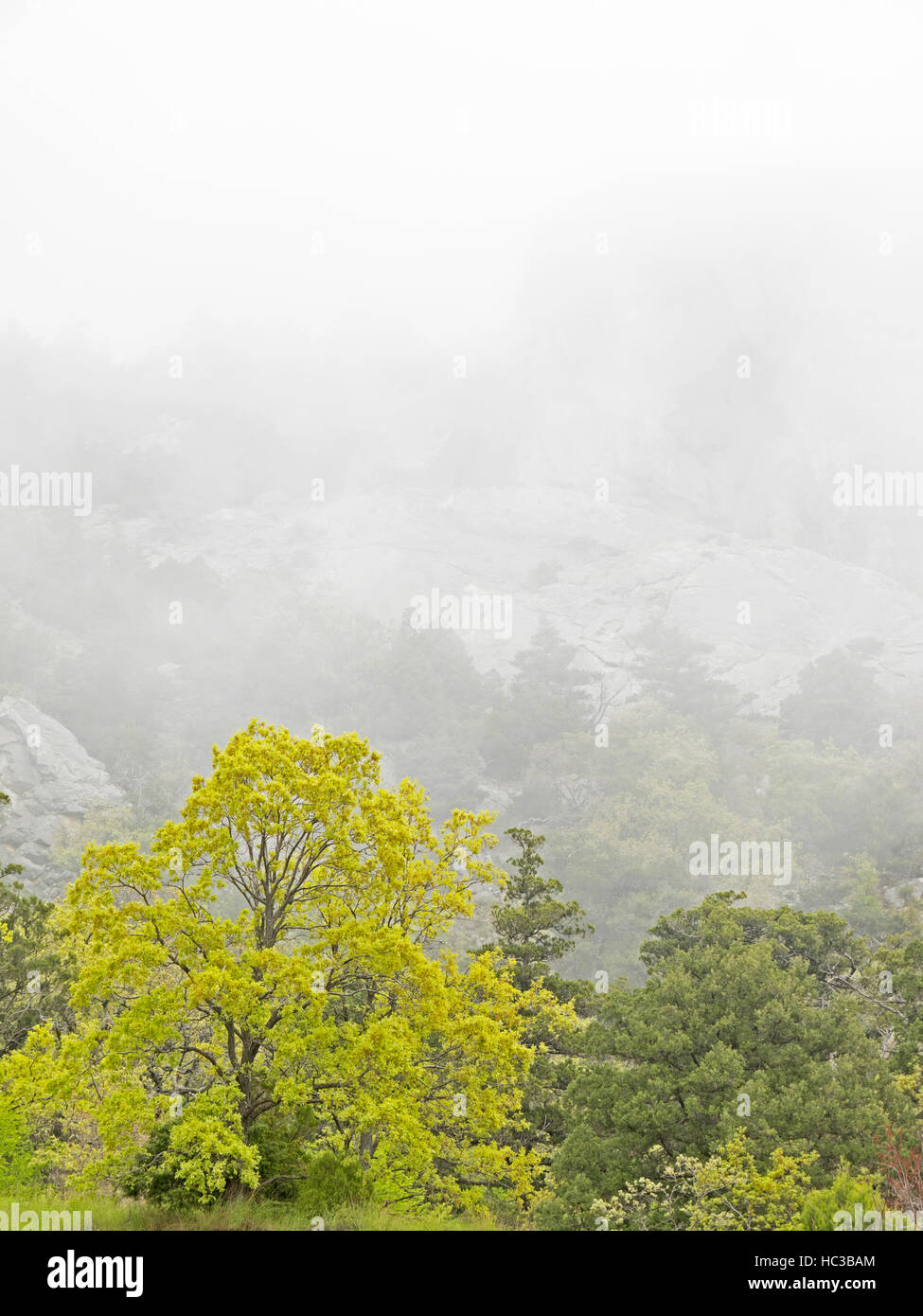 Trees in the fog Stock Photo - Alamy