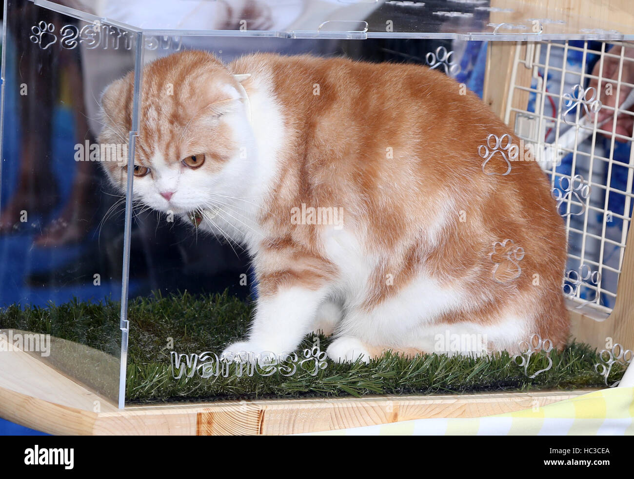 Premiere Of EuropaCorp's "Nine Lives"  Featuring: Waffles The Cat Where: Hollywood, California, United States When: 01 Aug 2016 Stock Photo