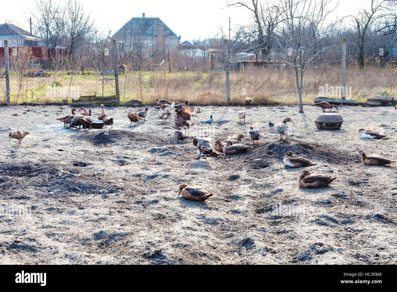 flock of ducks in backyard of country house in autumn day Stock Photo ...
