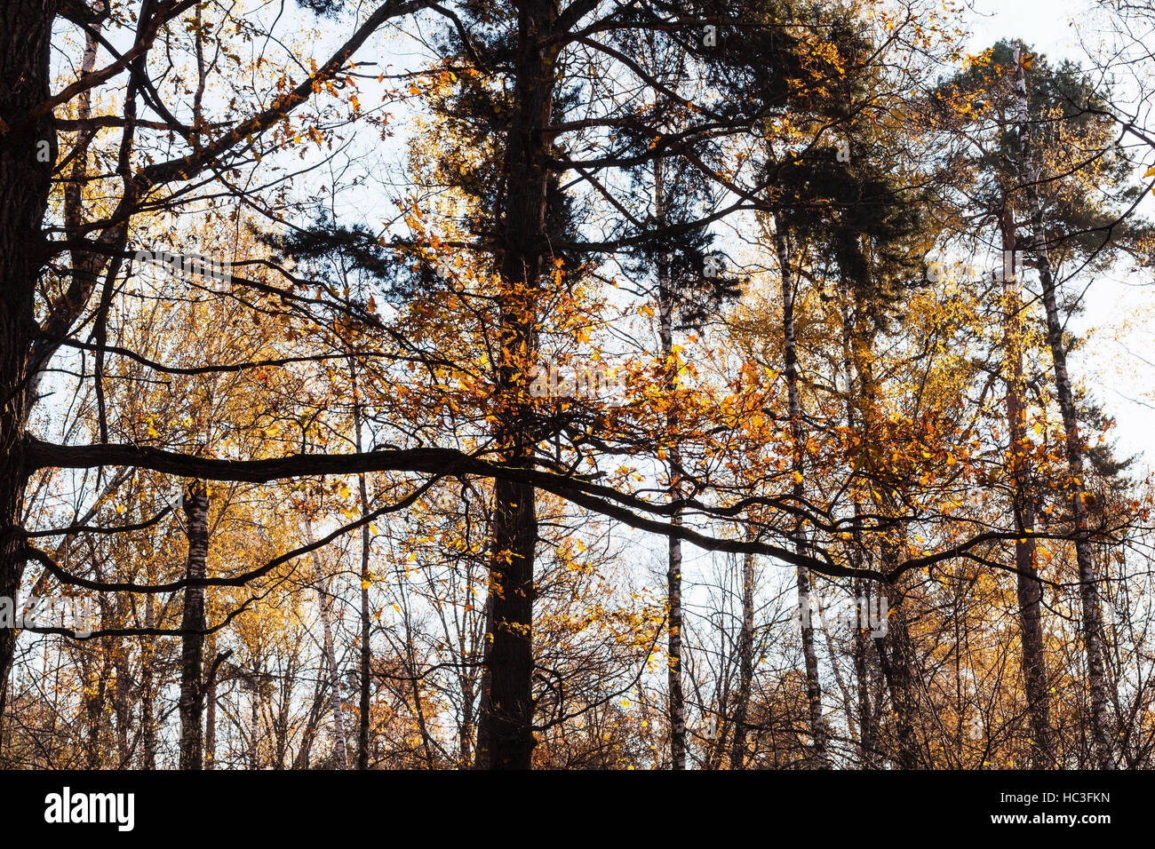 oak branches and pine trees in urban park in sunny autumn day Stock ...
