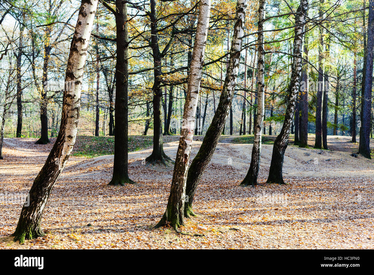 birch and oak trees in urban park in sunny autumn day Stock Photo - Alamy