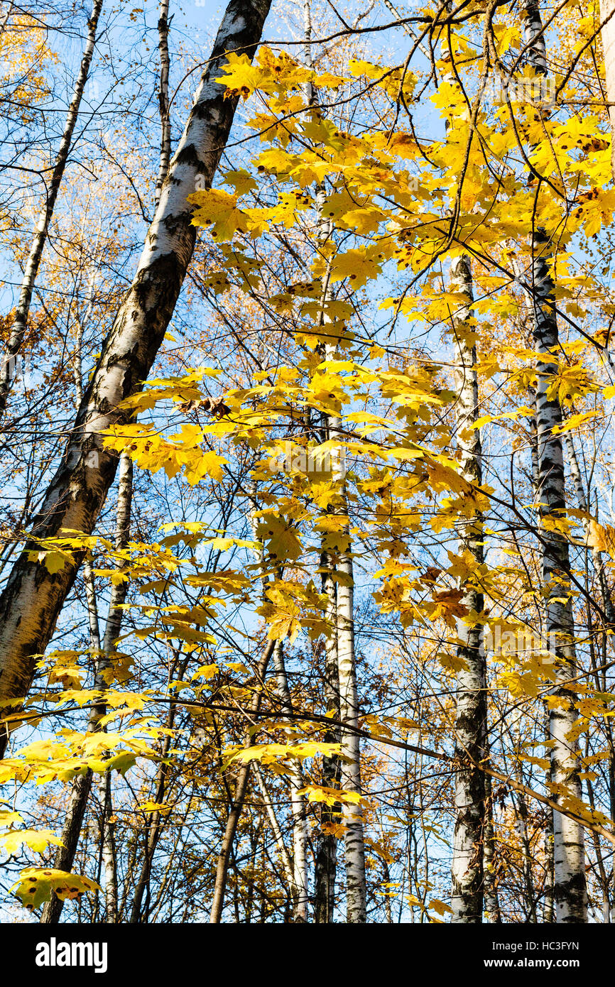 maple tree branch with yellow leaves and birch trunks in urban park in ...