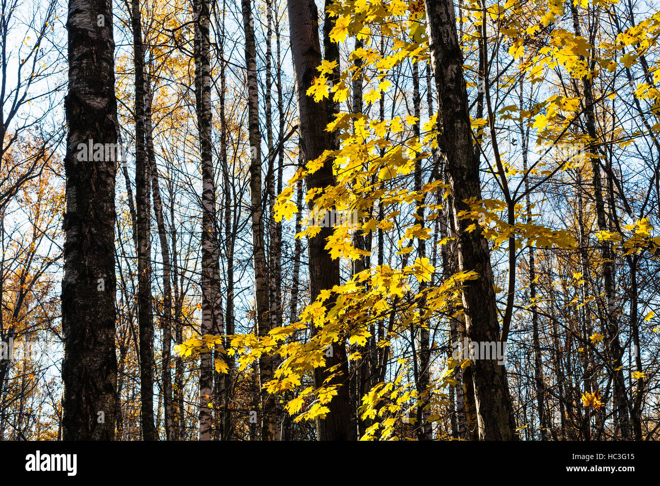maple tree branch with yellow leaves in urban park in sunny autumn day ...