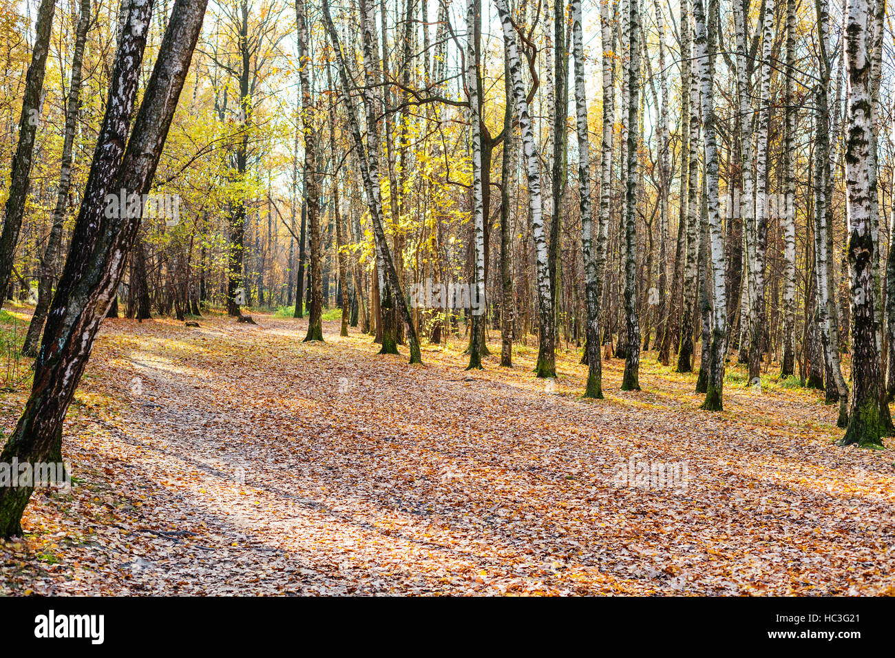 path with fallen leaves in birch grove in urban park in sunny autumn ...