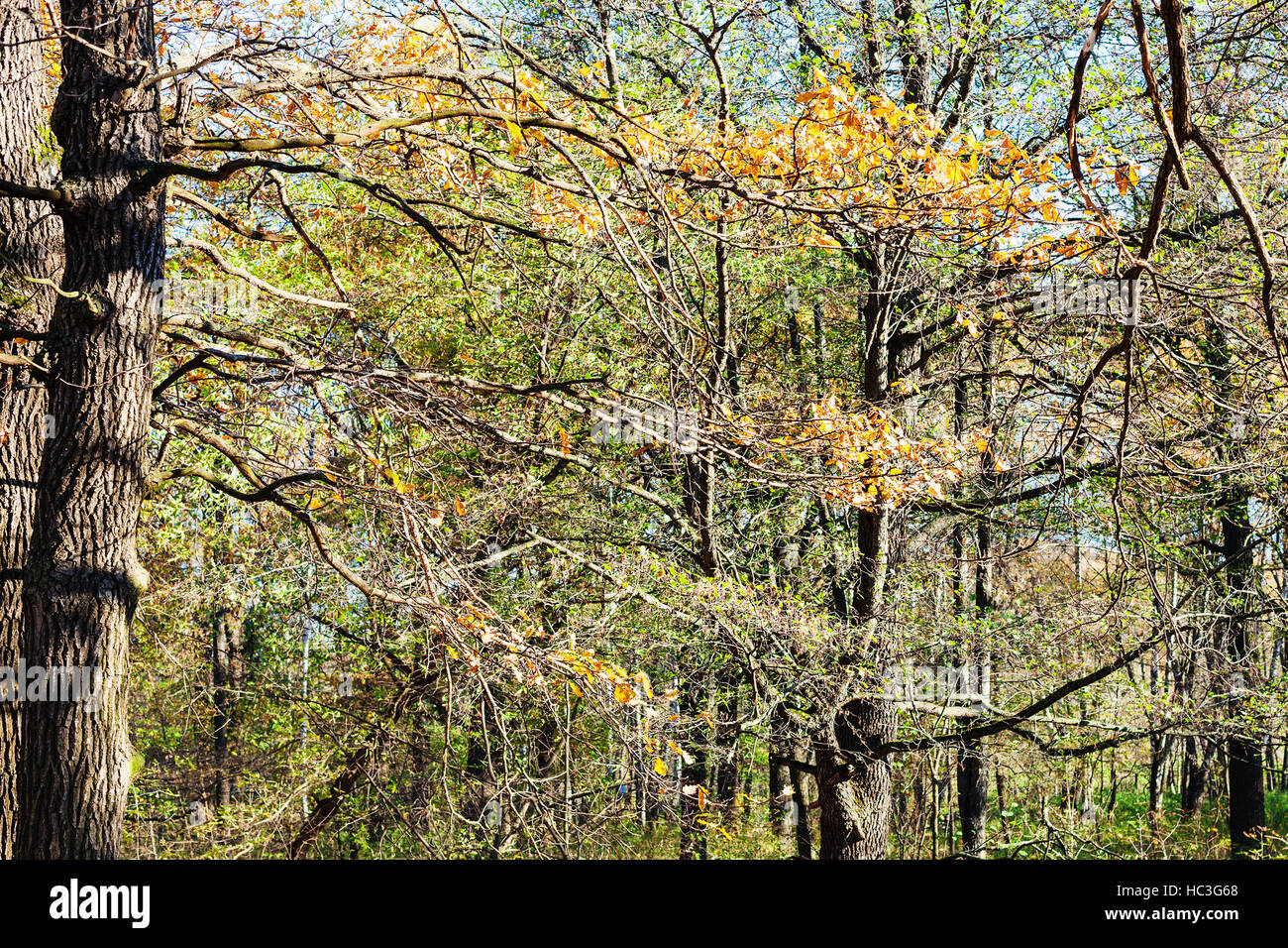oak tree branch with yellow leaves in urban park in sunny autumn day ...
