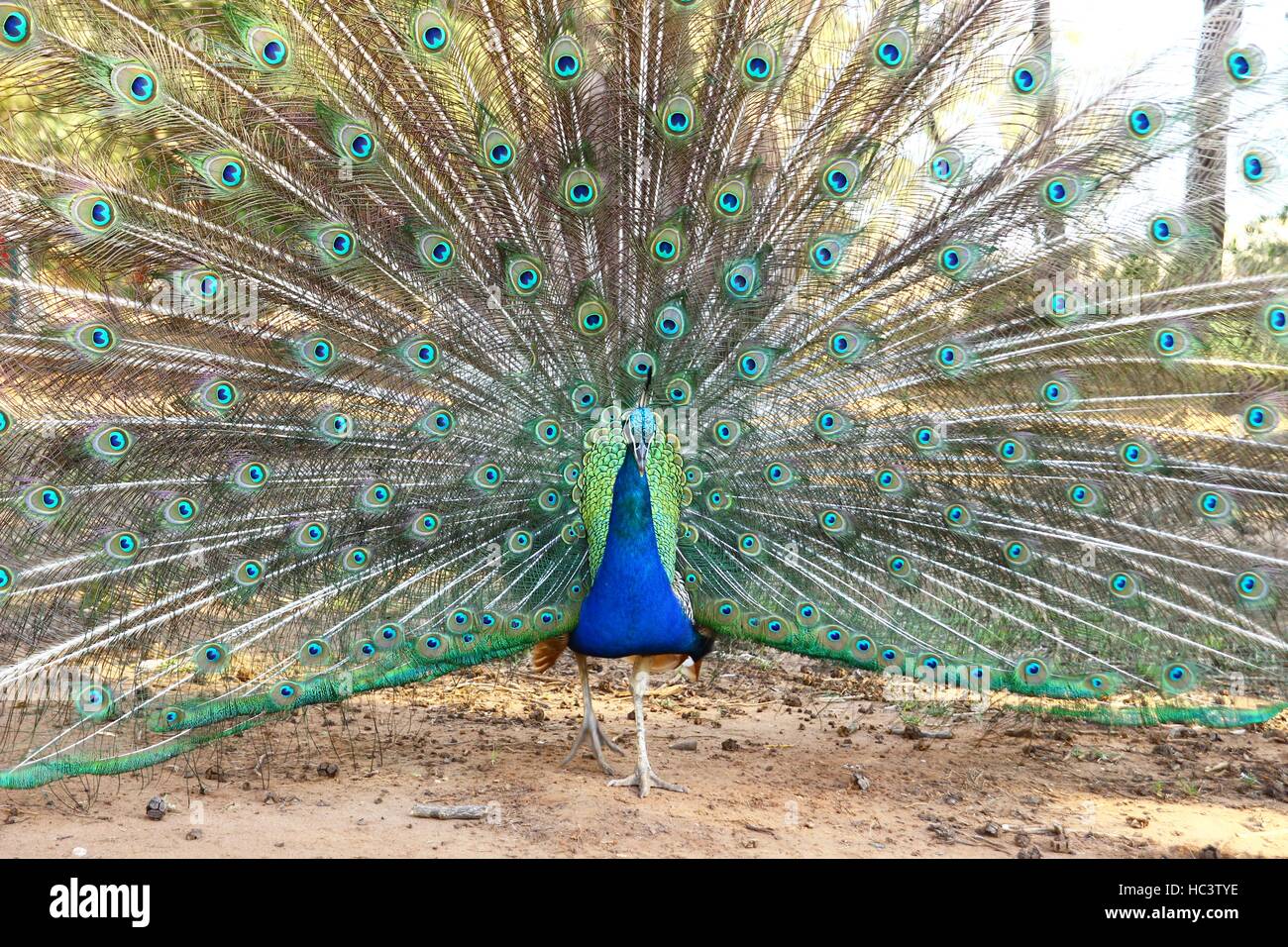 Peacock's colorful feather Stock Photo - Alamy