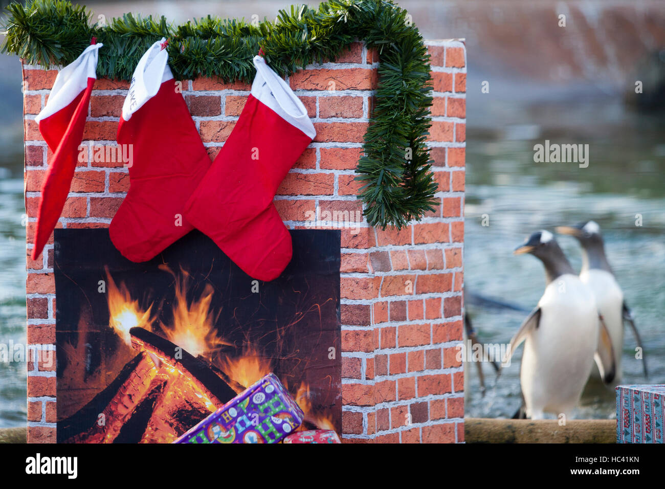 Edinburgh Uk 7th December 2016 Penguins Pick Up Presents For Christmas In Penguin S Rock At Rzss Edinburgh Zoo Pako Mera Alamy Live News Stock Photo Alamy
