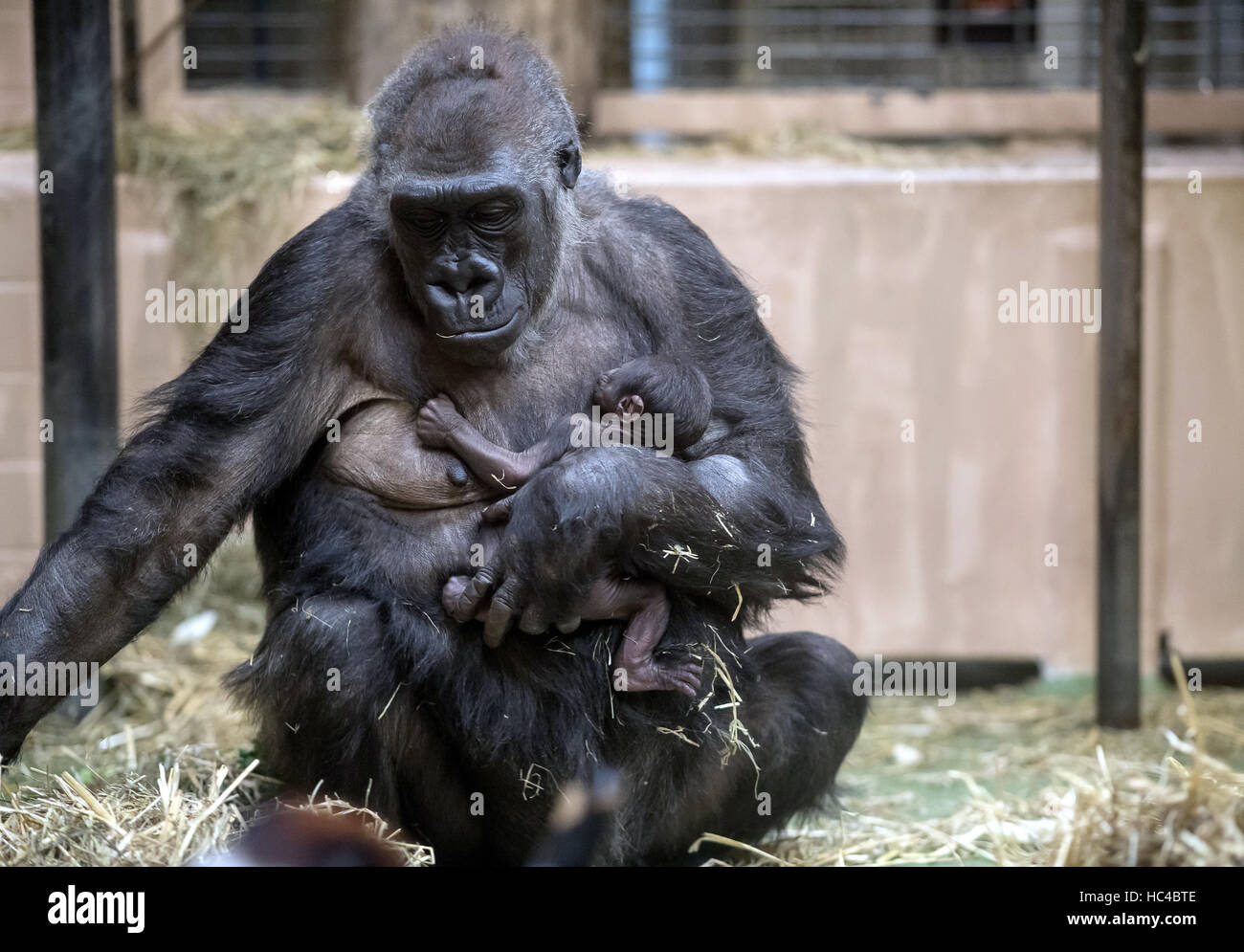 At the zoo: Gorilla mother Changa Maidi holds her baby