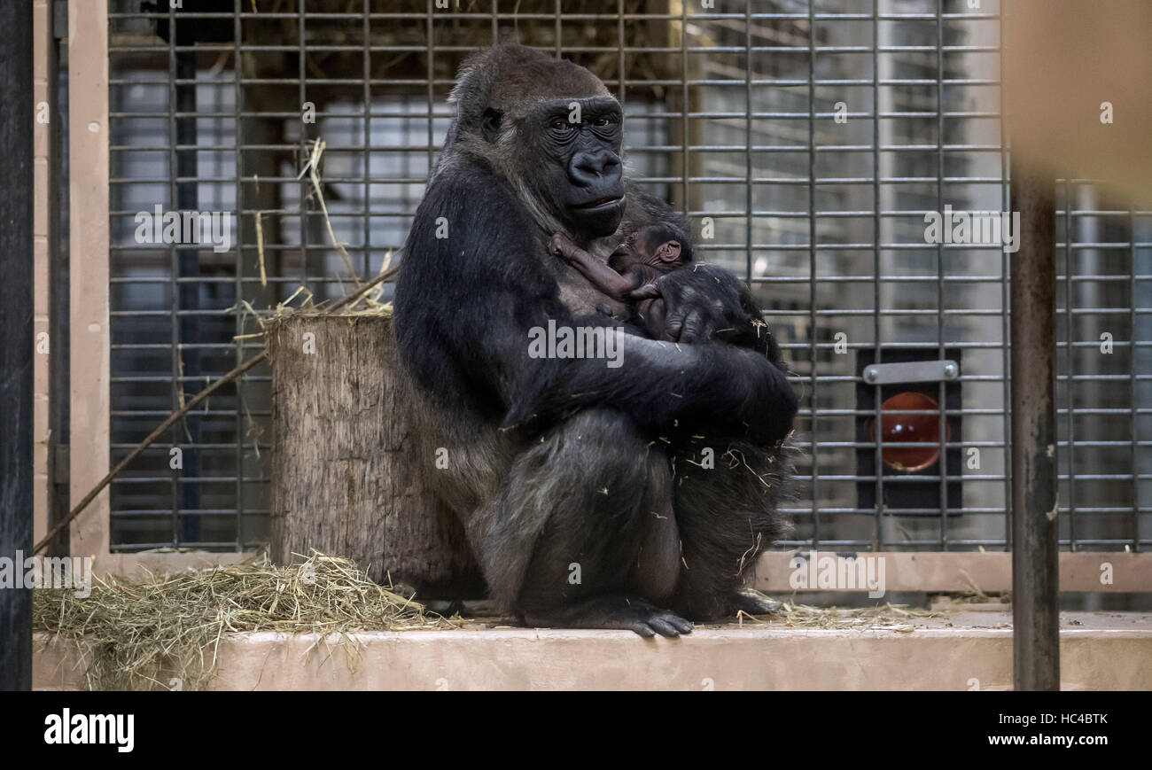 Muenster, Germany. 08th Dec, 2016. Female gorilla Changa Maidi