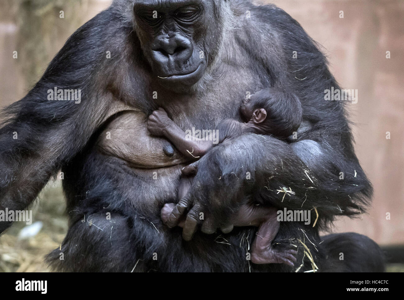 Muenster, Germany. 08th Dec, 2016. Female gorilla Changa Maidi