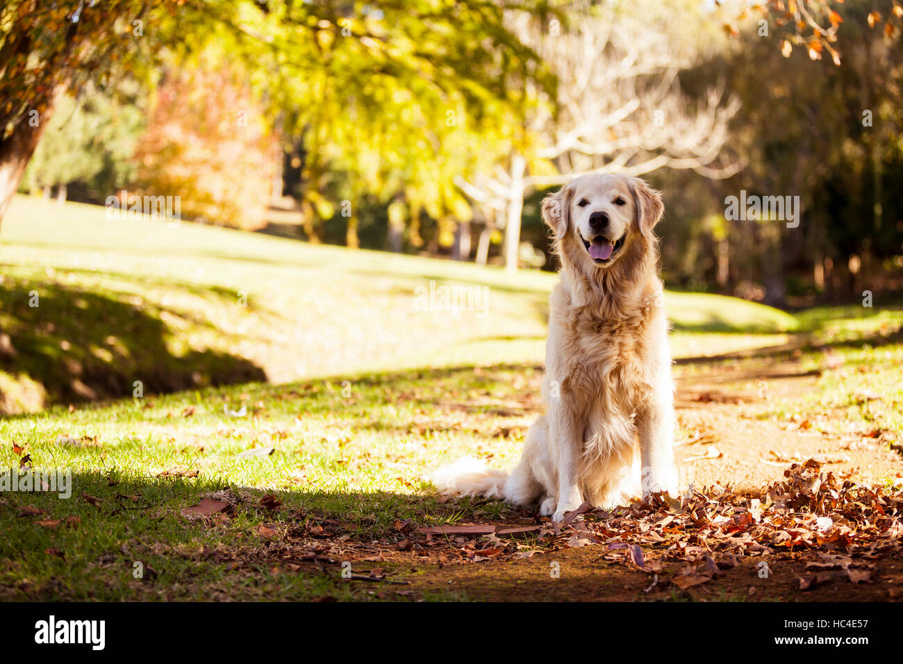 Golden retriever in the park hi-res stock photography and images - Alamy