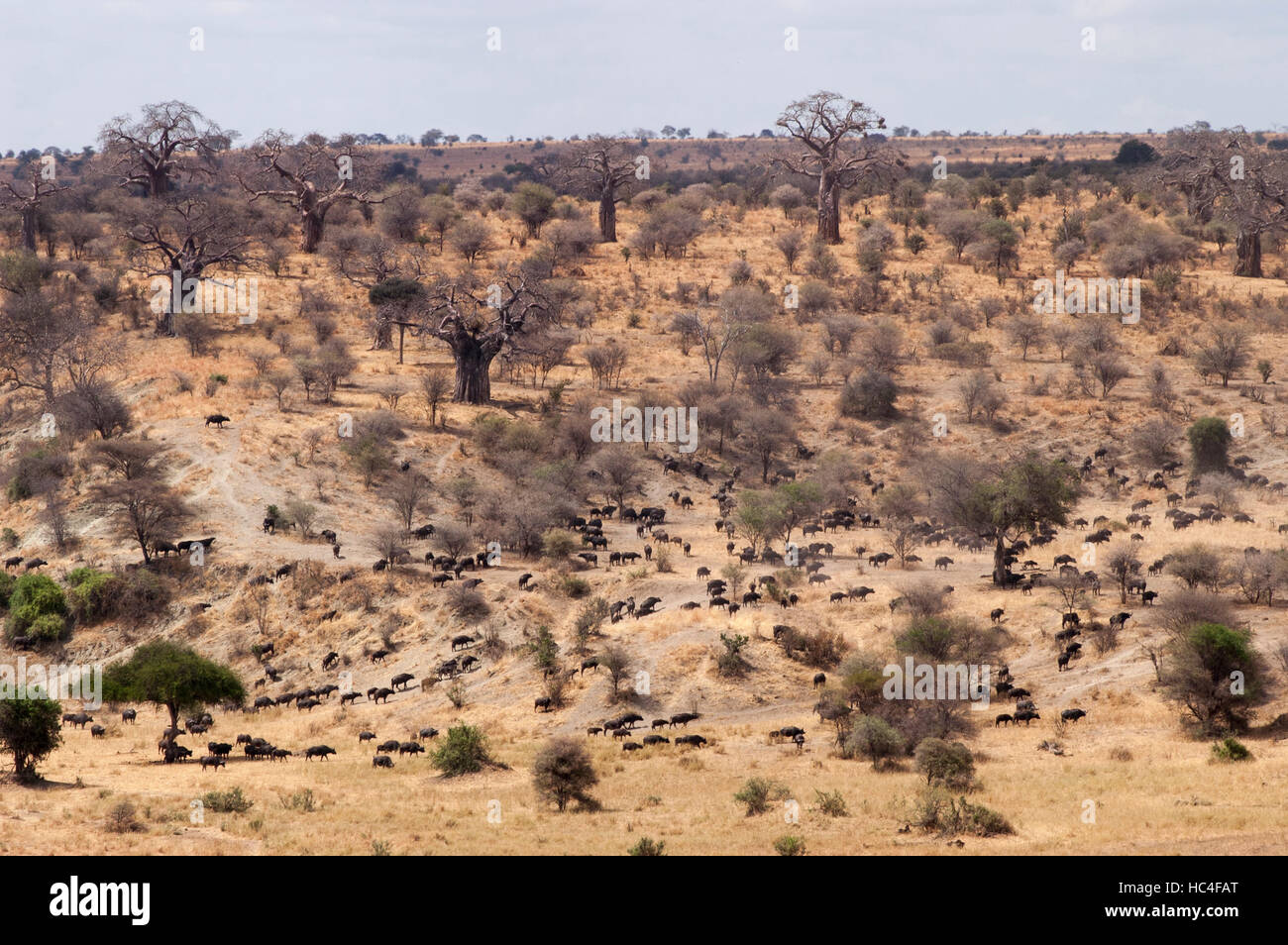 African buffalo (Syncerus caffer) large herd moving through woodland ...
