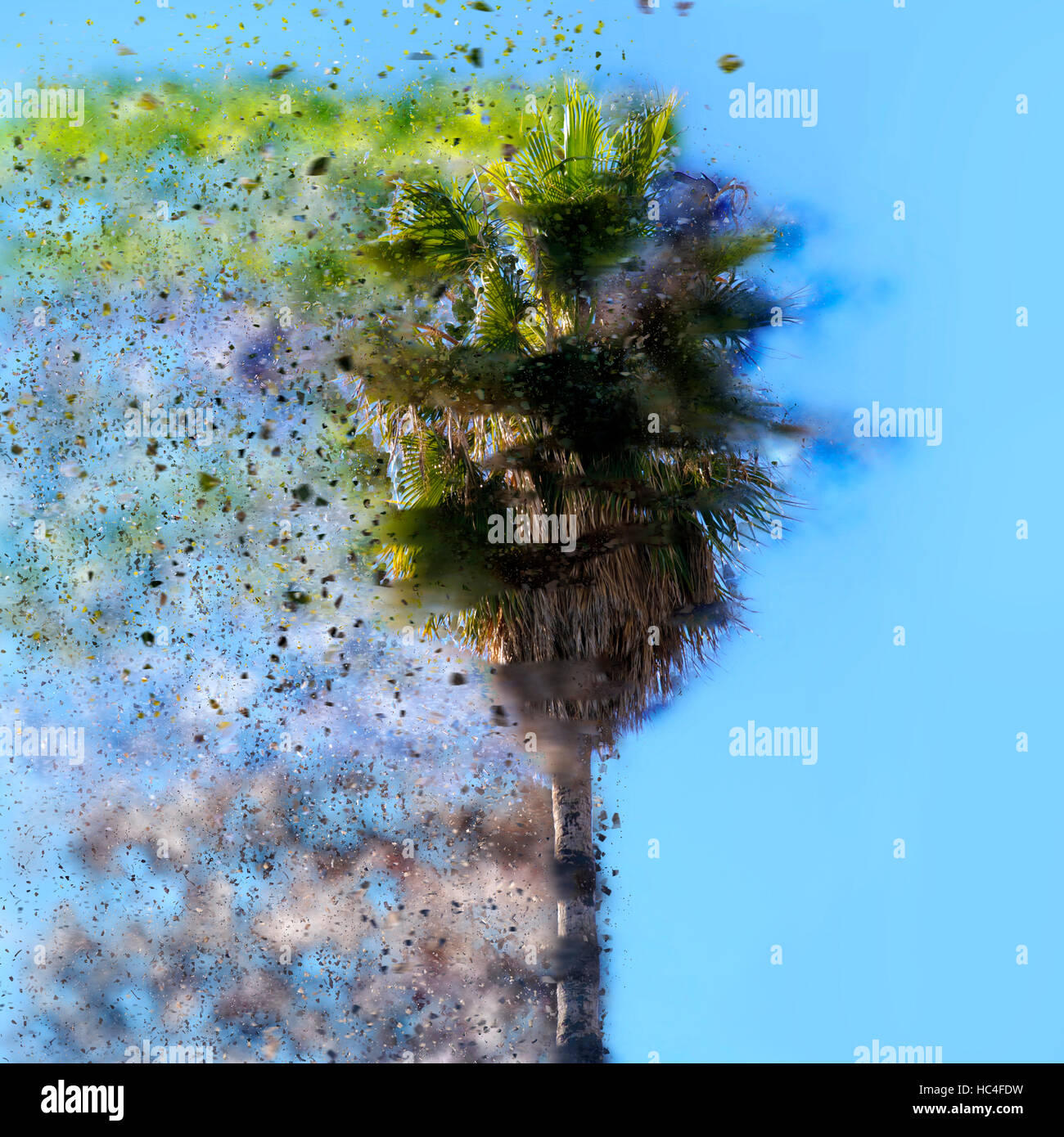 Washingtonia filifera palm trees hires stock photography and images