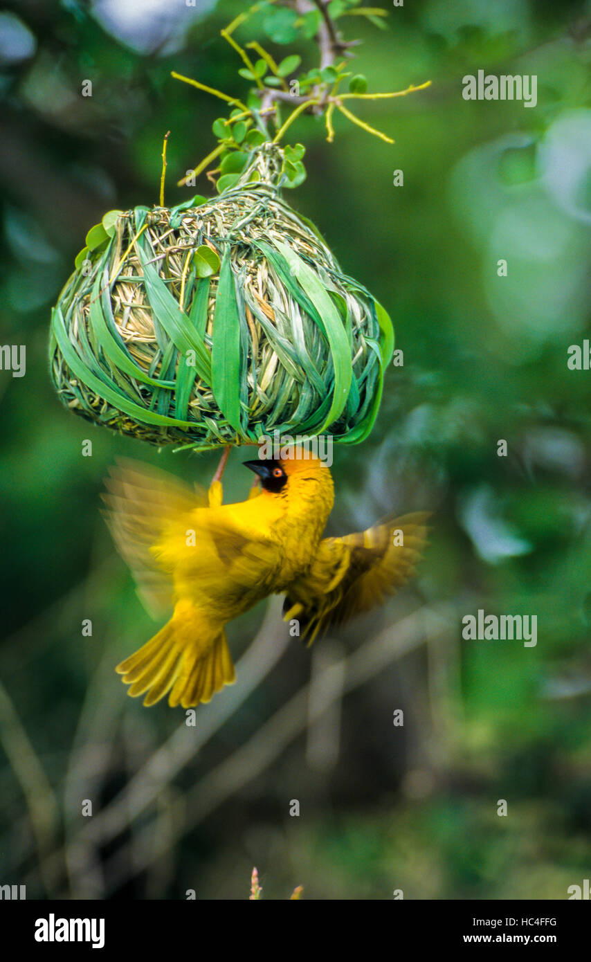 Vitelline masked weaver (Ploceus vitellinus uluensis), male building a