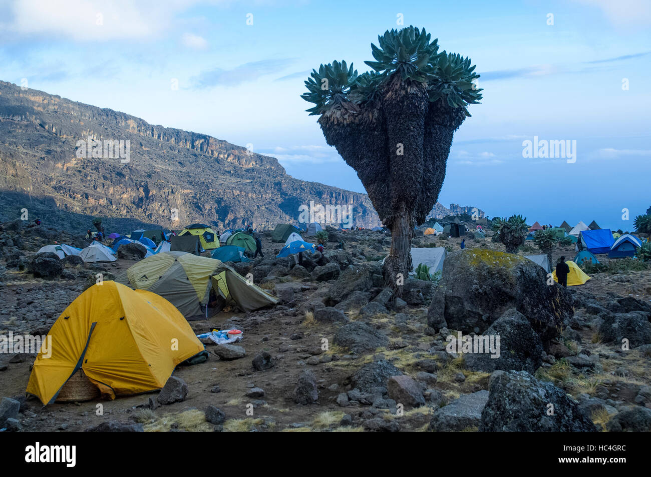 Baranco camp with Giant grounsel (Dendrosenecio kilimanjari), Machame Route, Kilimanjaro, Tanzania Stock Photo