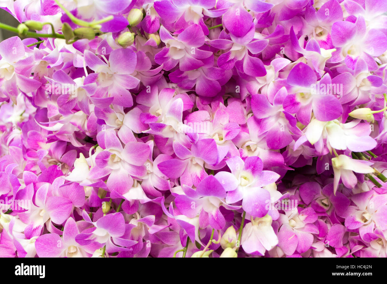 Purple orchids, Pak Khlong Talat flower market, Bangkok, Thailand Stock Photo