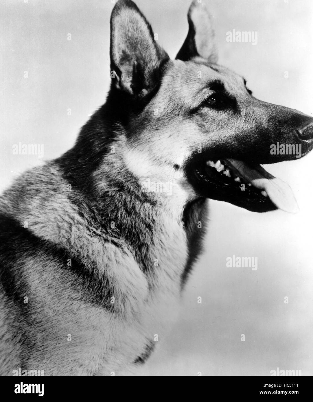 The Rin Tin Tin