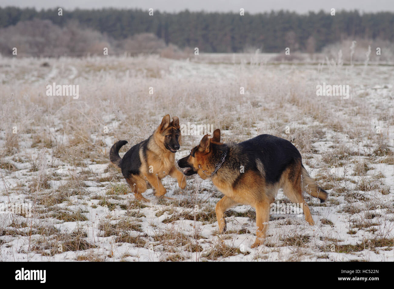 German Shepherds in the snow Stock Photo Alamy