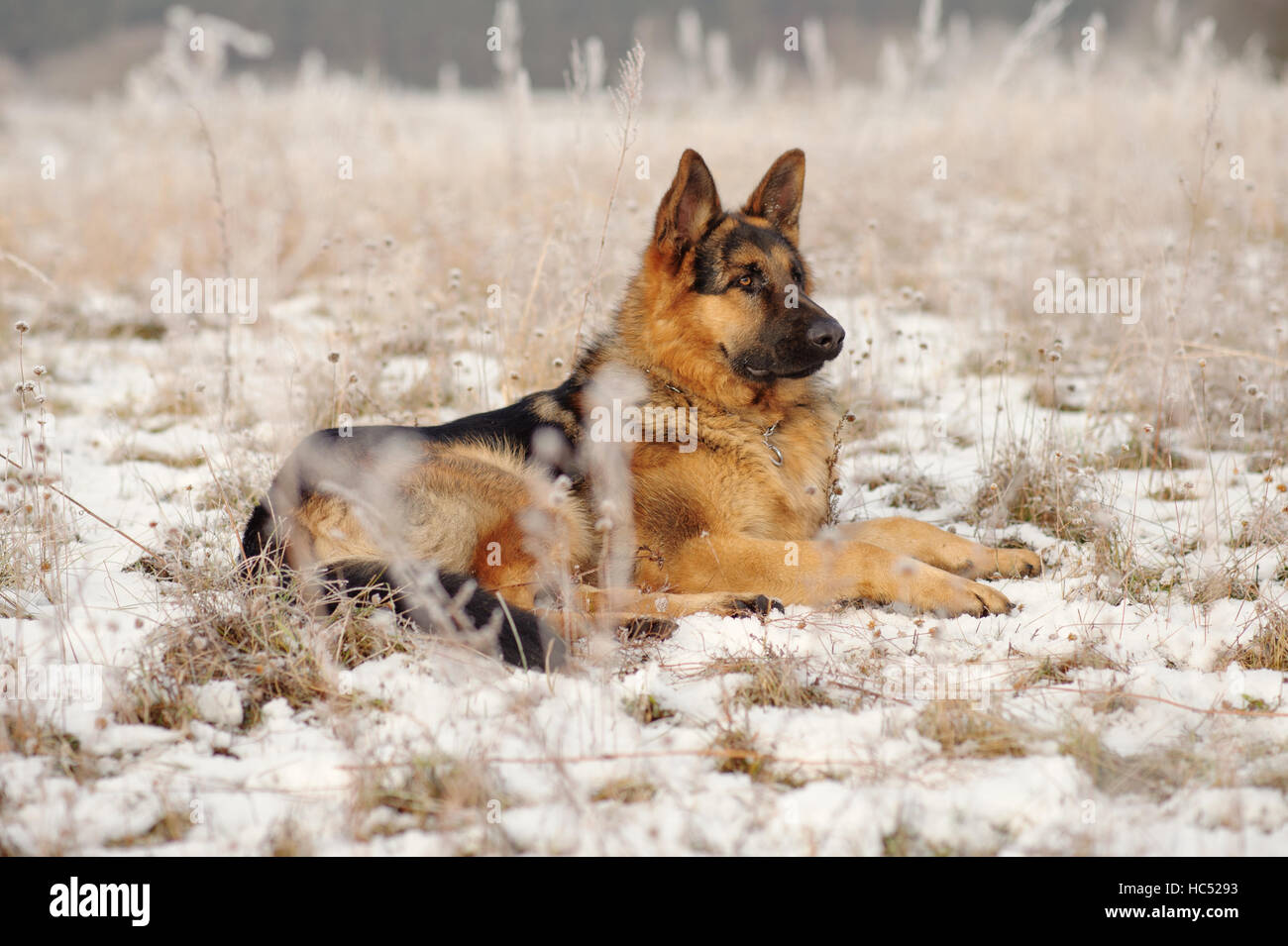 German Shepherds in the snow Stock Photo Alamy