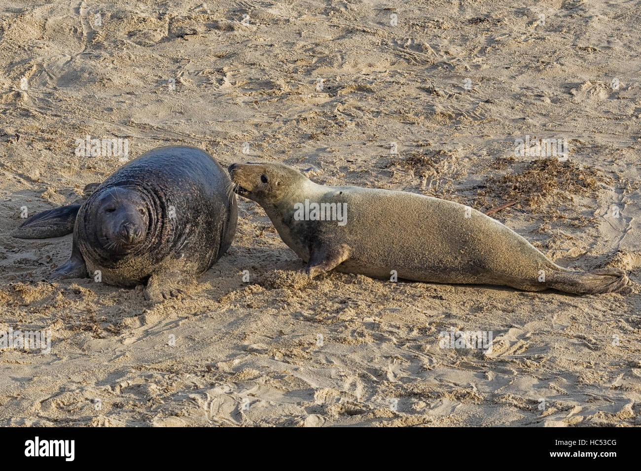 Seals of horsey Beach Norfolk Stock Photo Alamy