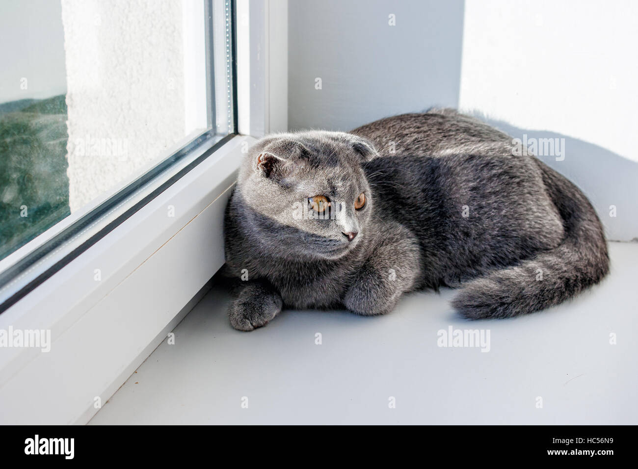 lop-eared gray cat lying on the windowsill closeup Stock Photo