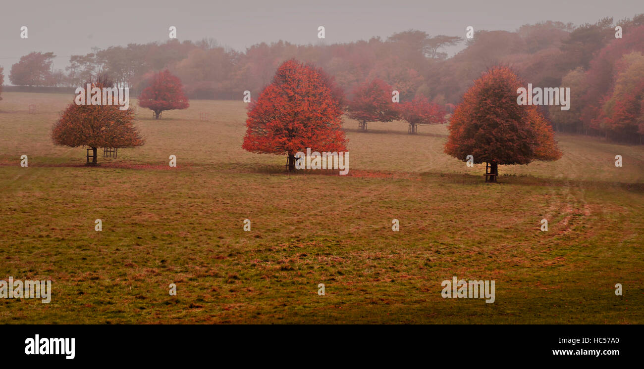 Beautiful autumn in the park Stock Photo - Alamy