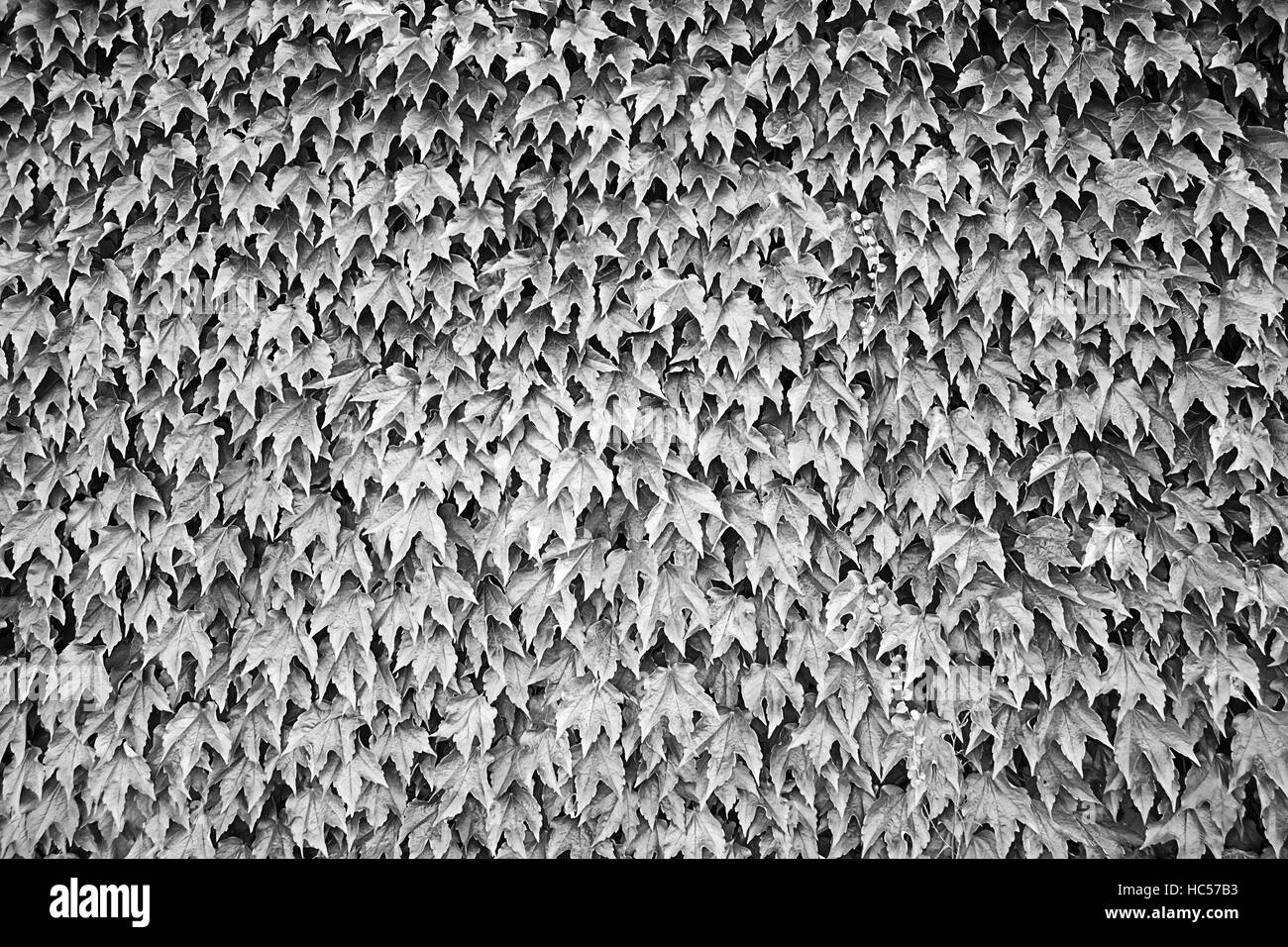 Green leaves growing wall, nature and outdoor Stock Photo Alamy