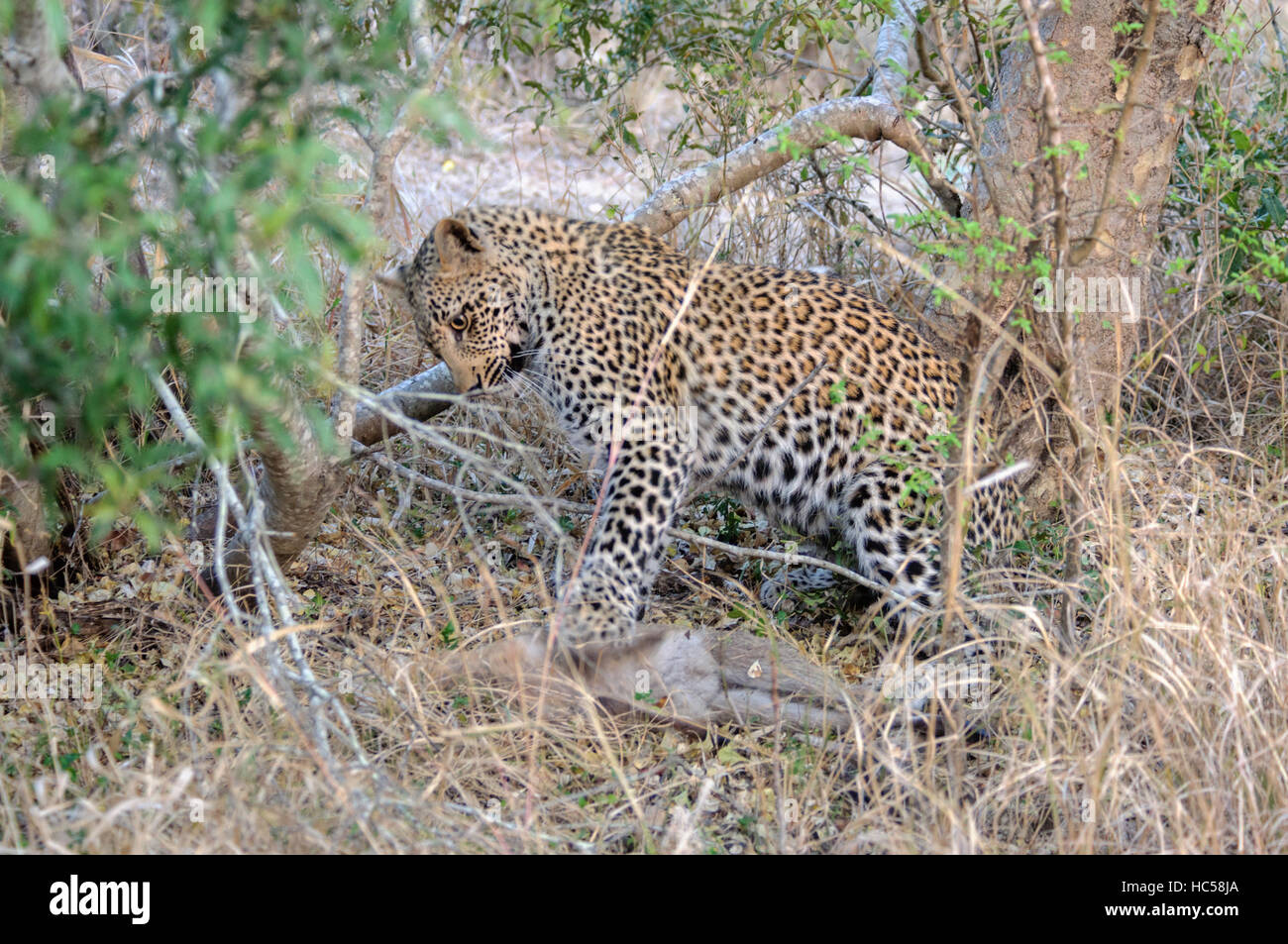 A young African leopard cub (Panthera pardus) practises his hunting