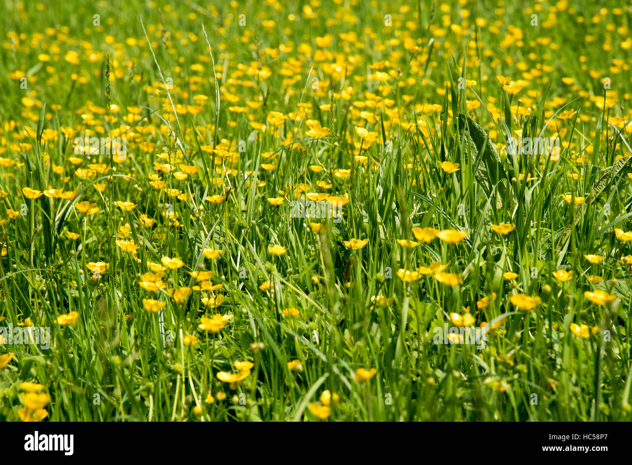 Buttercups buttercup growing Hampstead Heath Stock Photo Alamy