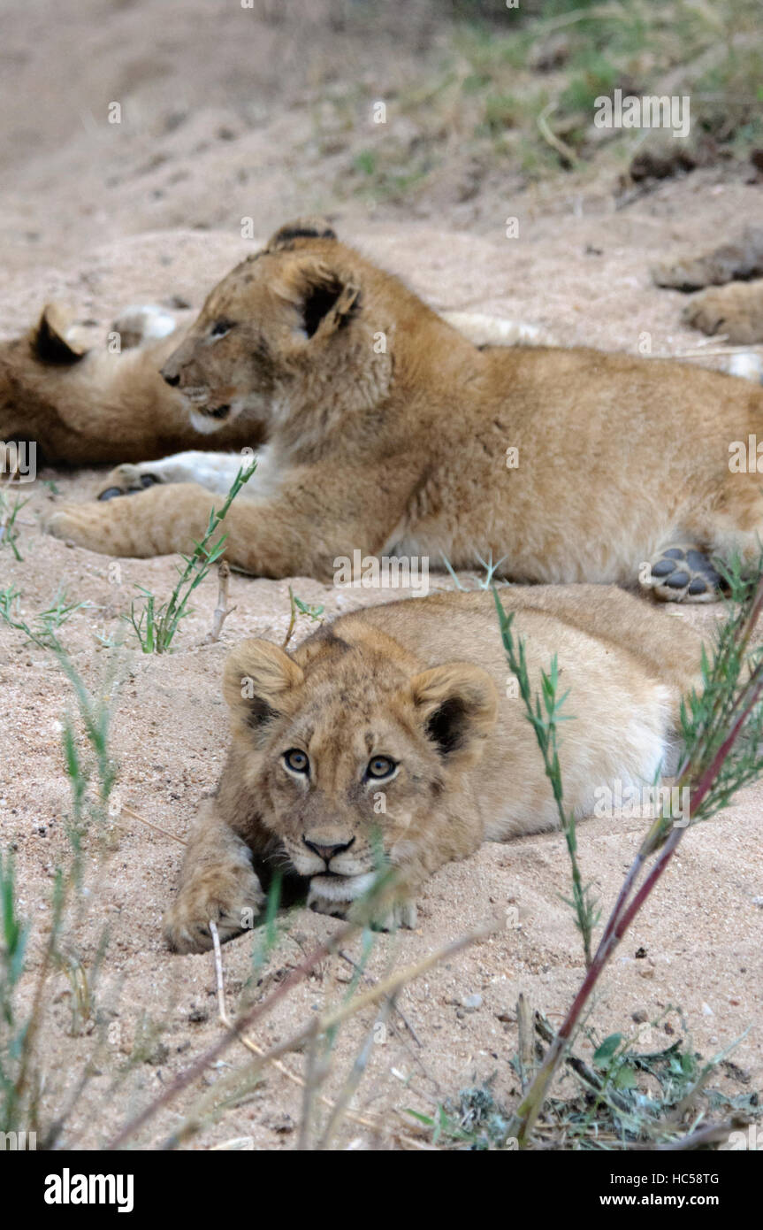 African lion cubs panthera leo hi-res stock photography and images - Alamy