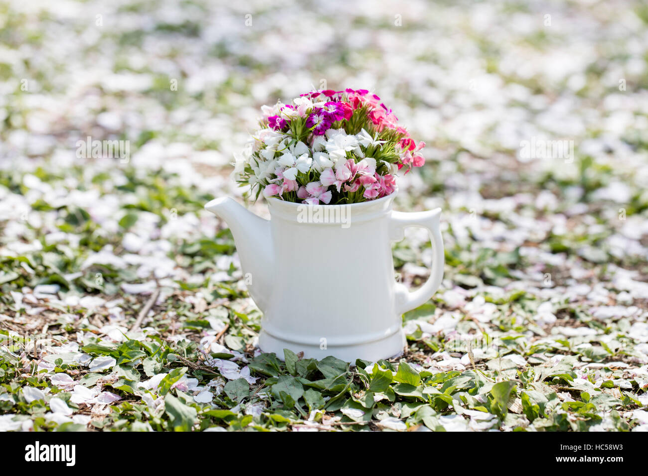 Spring flowers in watering can Stock Photo - Alamy