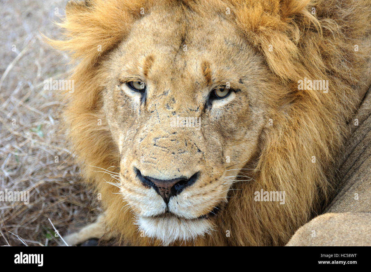 Male african lion hi-res stock photography and images - Alamy
